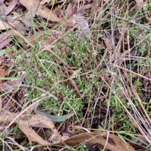 Cryptandra amara at West Goulburn Bushland Reserve - 1 Jun 2024 11:30 AM