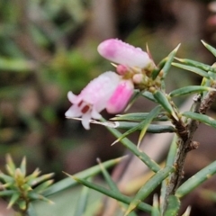 Lissanthe strigosa subsp. subulata at Goulburn, NSW - 1 Jun 2024 by trevorpreston