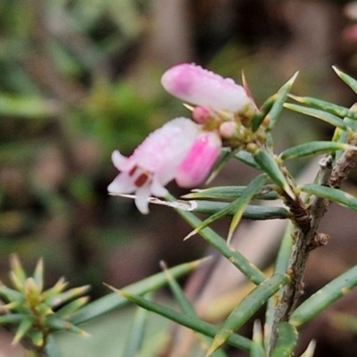 Lissanthe strigosa subsp. subulata (Peach Heath) at West Goulburn Bushland Reserve - 1 Jun 2024 by trevorpreston