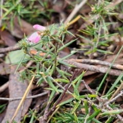 Lissanthe strigosa subsp. subulata at West Goulburn Bushland Reserve - 1 Jun 2024 11:30 AM