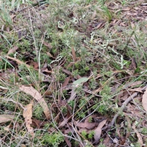 Lissanthe strigosa subsp. subulata at West Goulburn Bushland Reserve - 1 Jun 2024