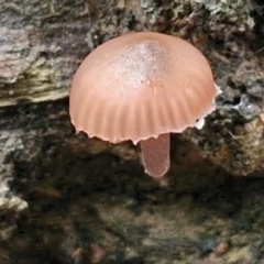 Unidentified Cap on a stem; gills below cap [mushrooms or mushroom-like] at West Goulburn Bushland Reserve - 1 Jun 2024 by trevorpreston