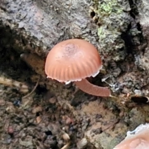 Mycena sp. at West Goulburn Bushland Reserve - 1 Jun 2024 11:28 AM