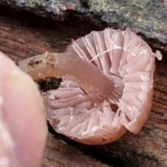 Mycena sp. at West Goulburn Bushland Reserve - 1 Jun 2024 11:28 AM