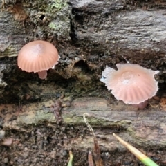 Mycena sp. at West Goulburn Bushland Reserve - 1 Jun 2024 11:28 AM