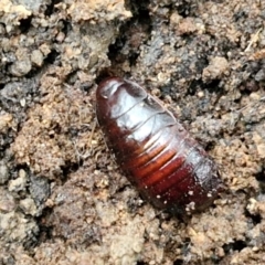 Panesthia australis (Common wood cockroach) at Goulburn, NSW - 1 Jun 2024 by trevorpreston