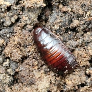 Panesthia australis (Common wood cockroach) at Goulburn, NSW by trevorpreston