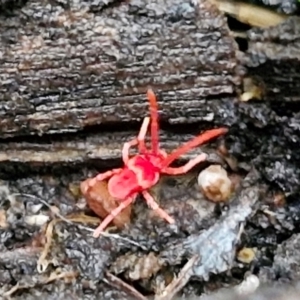 Paratrombium sp. (genus) at West Goulburn Bushland Reserve - 1 Jun 2024