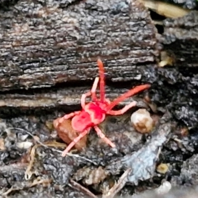 Paratrombium sp. (genus) (A velvet mite) at Goulburn, NSW - 1 Jun 2024 by trevorpreston