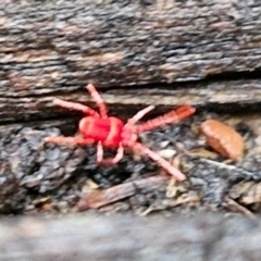 Paratrombium sp. (genus) at West Goulburn Bushland Reserve - 1 Jun 2024