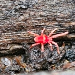 Paratrombium sp. (genus) at West Goulburn Bushland Reserve - 1 Jun 2024