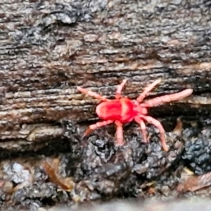 Paratrombium sp. (genus) at West Goulburn Bushland Reserve - 1 Jun 2024