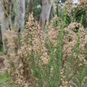 Cassinia sifton at West Goulburn Bushland Reserve - 1 Jun 2024