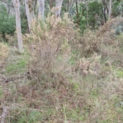 Cassinia sifton at West Goulburn Bushland Reserve - 1 Jun 2024