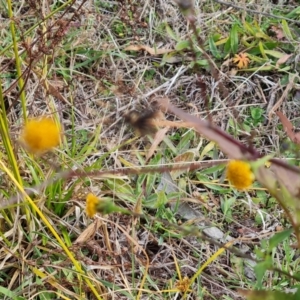 Bidens pilosa at Mount Taylor - 1 Jun 2024 12:10 PM