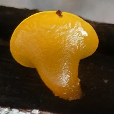 Heterotextus sp. (A yellow saprophytic jelly fungi) at Deua National Park (CNM area) - 25 May 2024 by RobG1