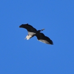 Ardea pacifica (White-necked Heron) at Tahmoor, NSW - 29 May 2024 by Freebird