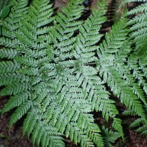Lastreopsis decomposita (Trim Shield Fern) at Bodalla, NSW by plants