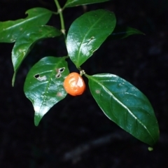 Gynochthodes jasminoides (Sweet Morinda) at Bodalla, NSW - 28 May 2024 by plants