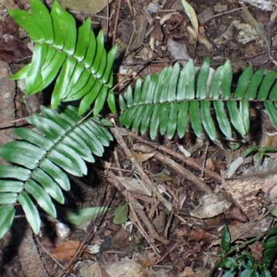 Pellaea falcata (Sickle Fern) at Bodalla, NSW - 28 May 2024 by plants