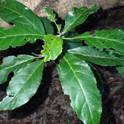 Claoxylon australe (Brittlewood) at Bodalla, NSW - 28 May 2024 by plants