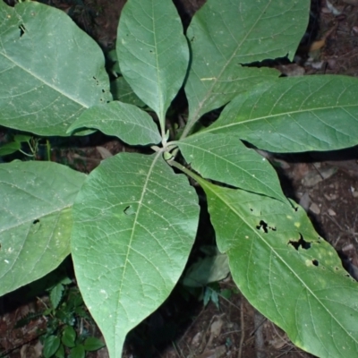 Solanum mauritianum (Wild Tobacco Tree) at Bodalla, NSW - 28 May 2024 by plants