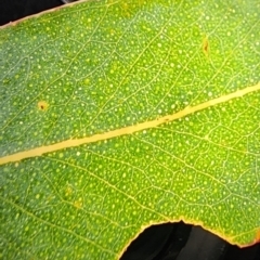 Eucalyptus kartzoffiana at QPRC LGA - 2 Jun 2024