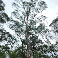 Eucalyptus kartzoffiana at QPRC LGA - 2 Jun 2024