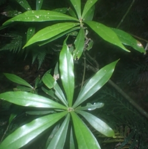 Tasmannia insipida (Brush Pepperbush, Dorrigo Pepper) at Kianga, NSW by plants