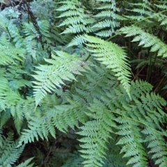 Diplazium australe (Austral Lady Fern) at Bodalla State Forest - 28 May 2024 by plants
