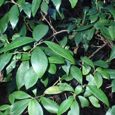 Tristaniopsis collina (Hill Kanuka) at Kianga, NSW - 28 May 2024 by plants