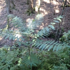 Polyscias murrayi (Pencil Cedar) at Bodalla State Forest - 28 May 2024 by plants