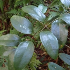 Ripogonum album (Supplejack) at Bodalla State Forest - 28 May 2024 by plants