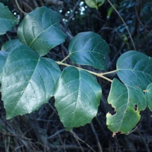 Cissus antarctica at Central Tilba, NSW - 28 May 2024