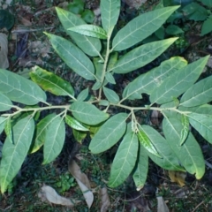 Solanum stelligerum (Devil's Needles) at Narooma, NSW - 28 May 2024 by plants