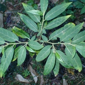 Solanum stelligerum (Devil's Needles) at Narooma, NSW by plants