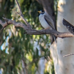 Manorina melanocephala (Noisy Miner) at Wentworth, NSW - 5 May 2024 by Darcy