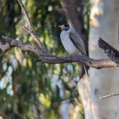 Manorina melanocephala at Wentworth, NSW - 5 May 2024