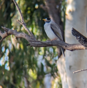 Manorina melanocephala at Wentworth, NSW - 5 May 2024