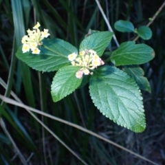 Lantana camara (Lantana) at Narooma, NSW - 28 May 2024 by plants