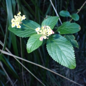 Lantana camara at Narooma, NSW - 28 May 2024