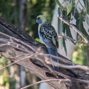 Platycercus elegans flaveolus at Wentworth, NSW - 5 May 2024 04:17 PM