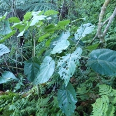 Dendrocnide excelsa (Stinging Tree) at Narooma, NSW - 29 May 2024 by plants