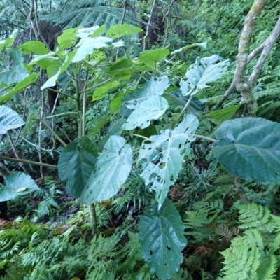 Dendrocnide excelsa (Stinging Tree) at Bodalla State Forest - 29 May 2024 by plants