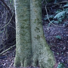 Dendrocnide excelsa at Bodalla State Forest - 29 May 2024