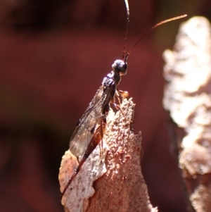 Monomachus antipodalis at Aranda Bushland - 26 May 2024