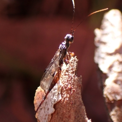 Monomachus antipodalis at Aranda, ACT - 26 May 2024 by CathB