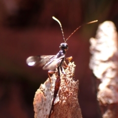 Monomachus antipodalis at Aranda Bushland - 26 May 2024