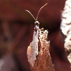 Monomachus antipodalis at Aranda Bushland - 26 May 2024