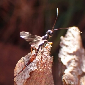 Monomachus antipodalis at Aranda Bushland - 26 May 2024